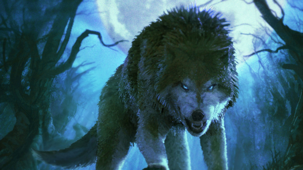 Lobo Blanco en la Hierba Marrón. Wallpaper in 1280x720 Resolution