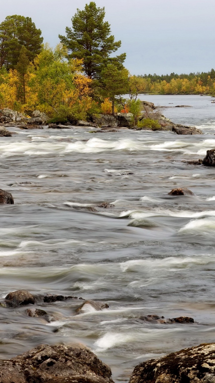 Árboles Verdes Junto al Río Durante el Día. Wallpaper in 720x1280 Resolution
