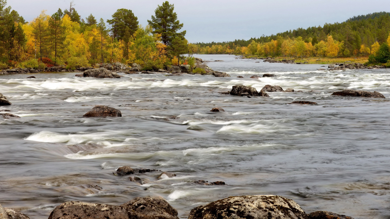 Green Trees Beside River During Daytime. Wallpaper in 1366x768 Resolution