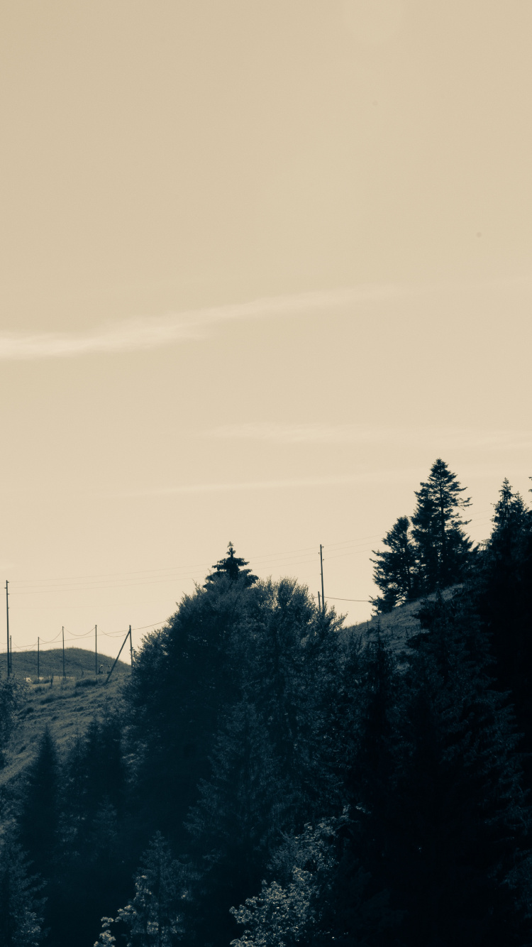 Hiver, Matin, Noir, Paysage Naturel, Silhouette. Wallpaper in 750x1334 Resolution