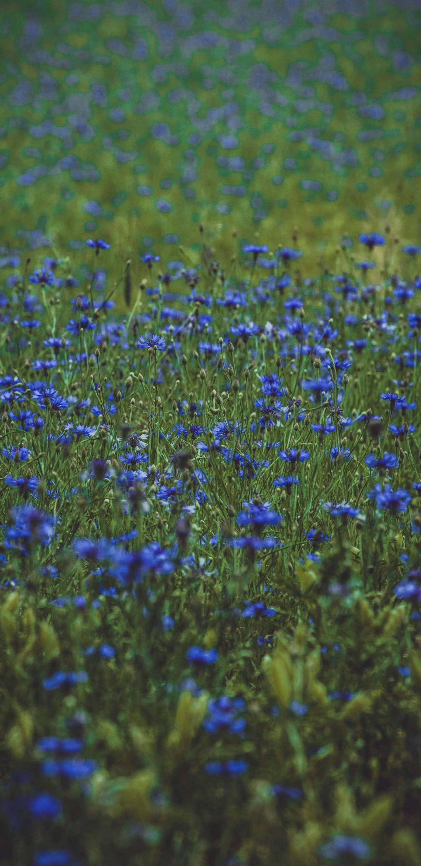 Blue Flower Field During Daytime. Wallpaper in 1440x2960 Resolution