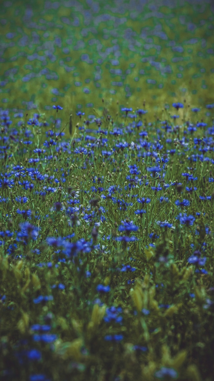 Blue Flower Field During Daytime. Wallpaper in 720x1280 Resolution
