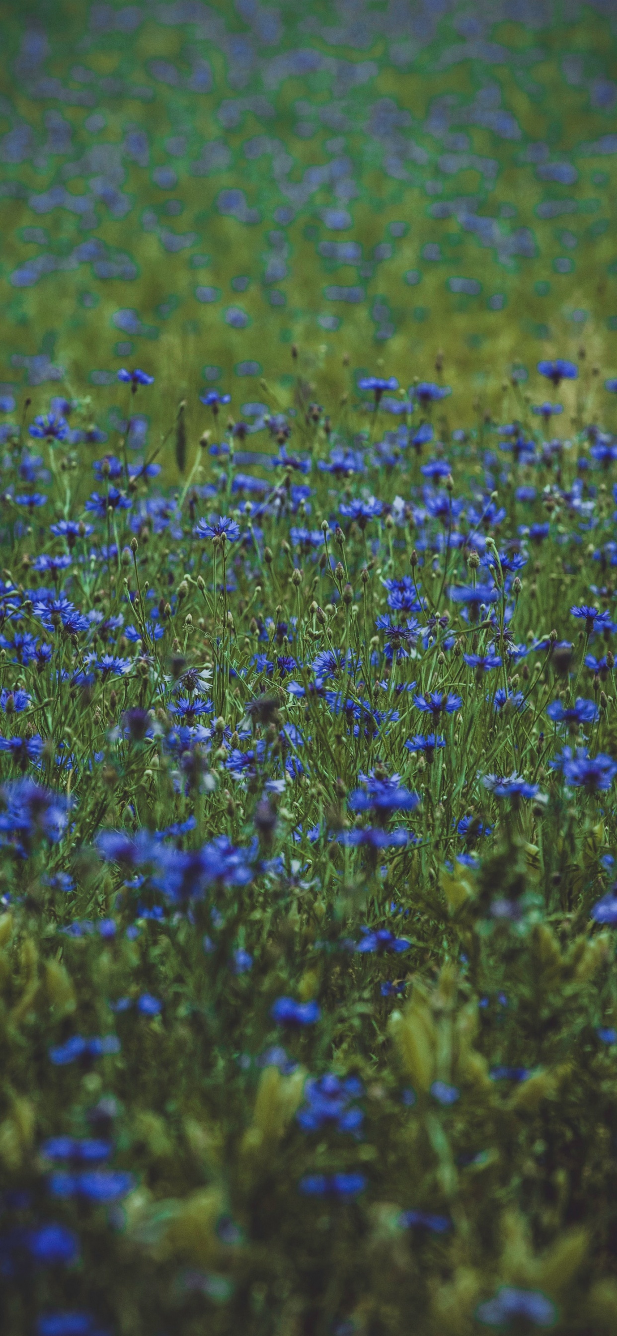 Campo de Flores Azules Durante el Día. Wallpaper in 1242x2688 Resolution