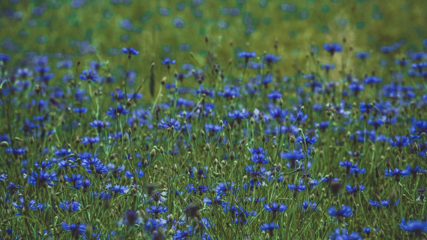 Campo de Flores Azules Durante el Día. Wallpaper in 1366x768 Resolution