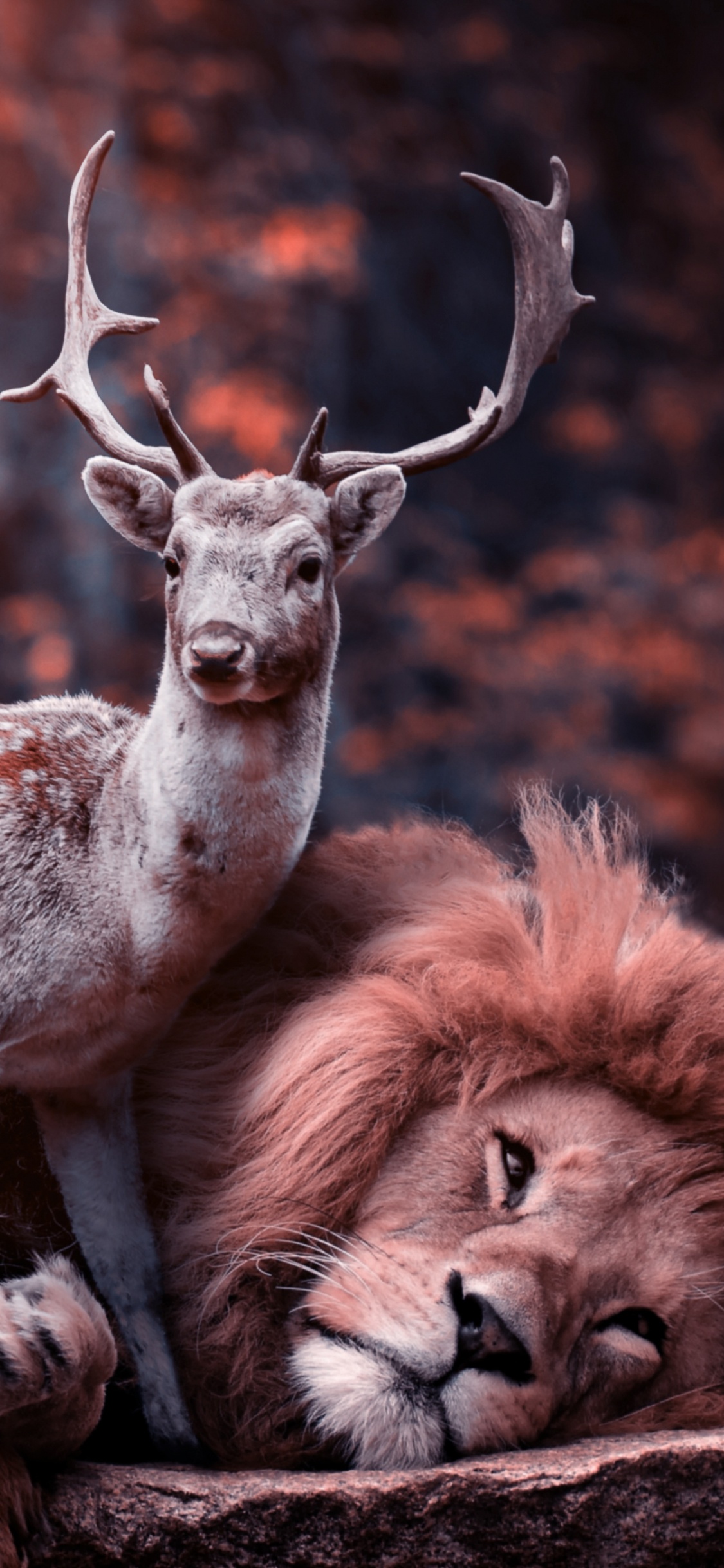 Cerf Brun et Blanc Allongé Sur un Sol Brun Pendant la Journée. Wallpaper in 1125x2436 Resolution