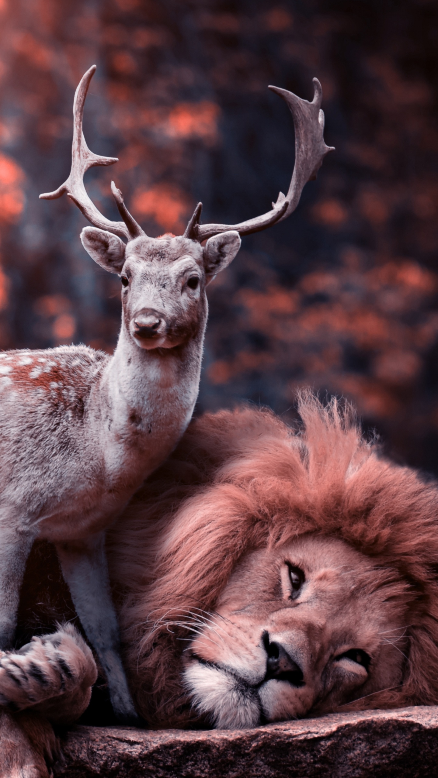 Cerf Brun et Blanc Allongé Sur un Sol Brun Pendant la Journée. Wallpaper in 1440x2560 Resolution