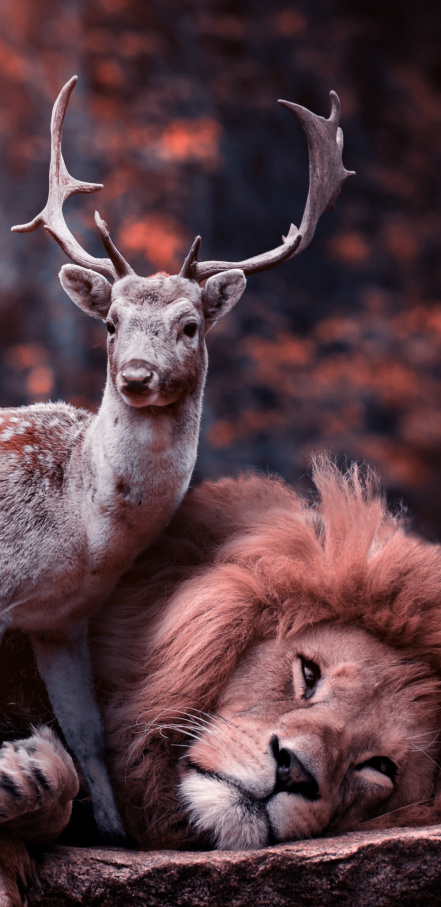 Cerf Brun et Blanc Allongé Sur un Sol Brun Pendant la Journée. Wallpaper in 1440x2960 Resolution