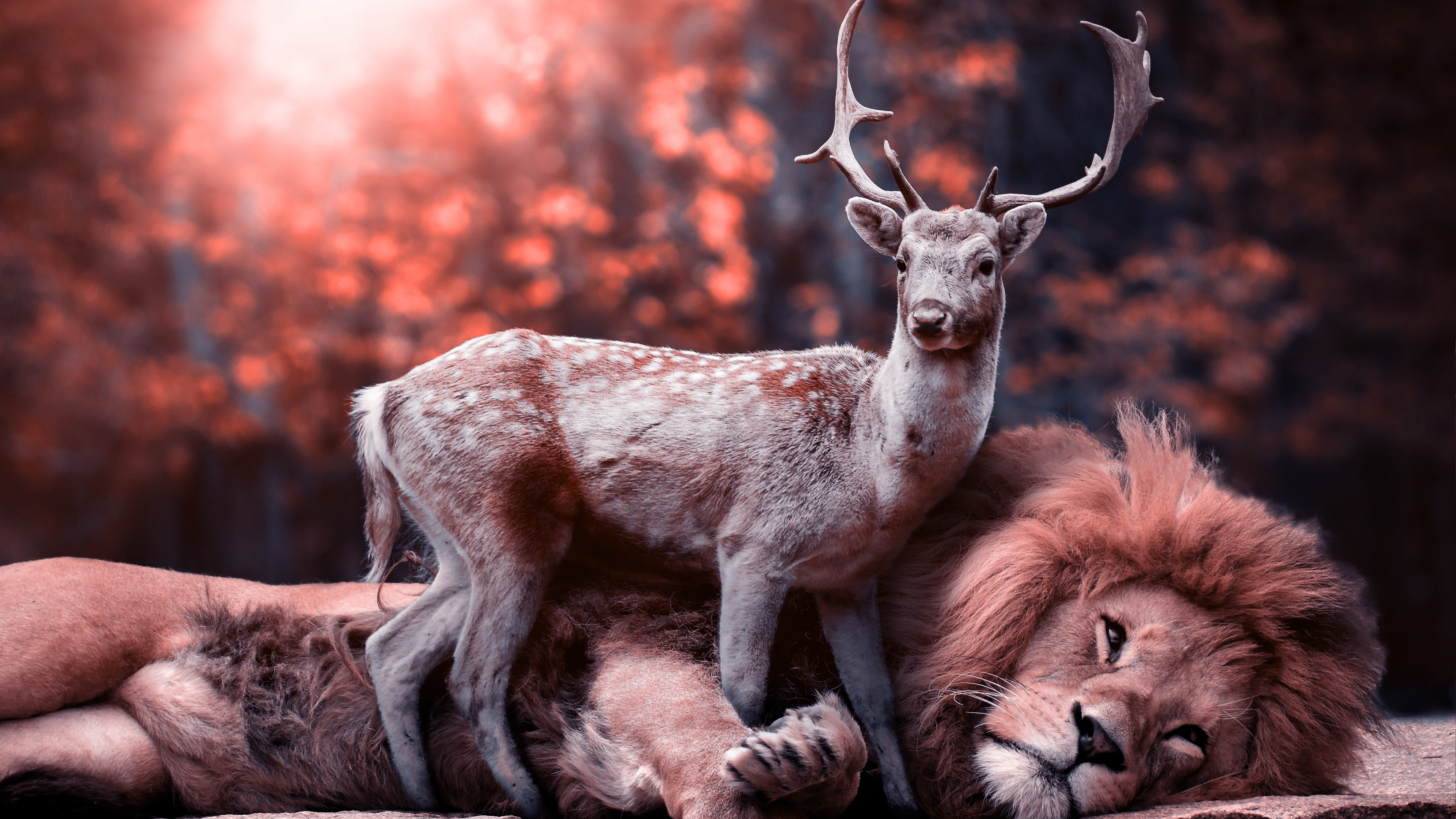 狮子, 红鹿, 野生动物, 驯鹿, 喇叭 壁纸 3840x2160 允许