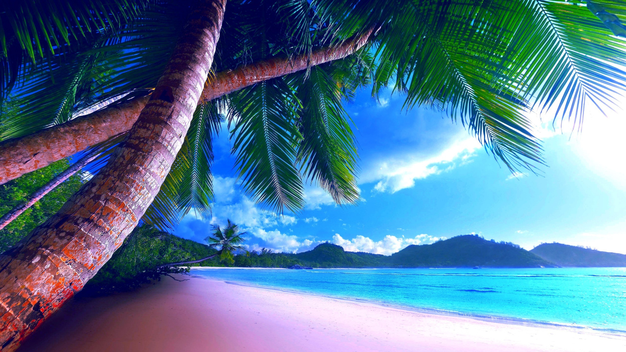 Coconut Tree Near Sea Under Blue Sky During Daytime. Wallpaper in 1280x720 Resolution