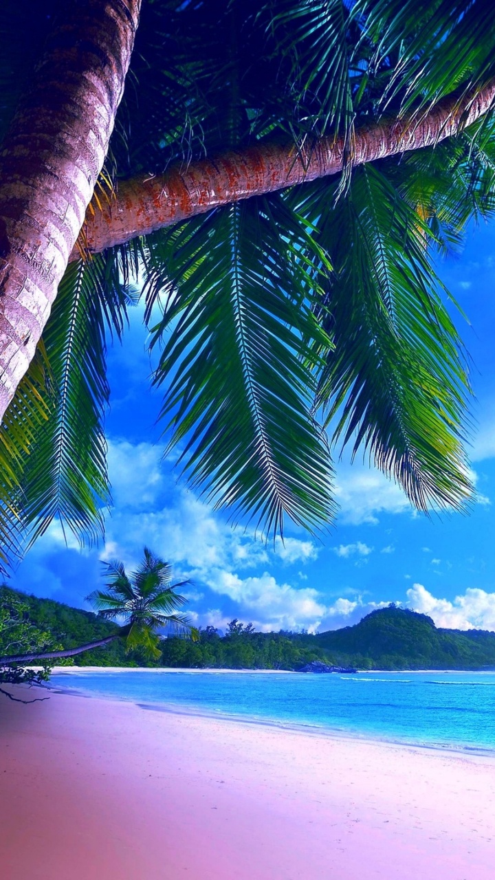 Coconut Tree Near Sea Under Blue Sky During Daytime. Wallpaper in 720x1280 Resolution