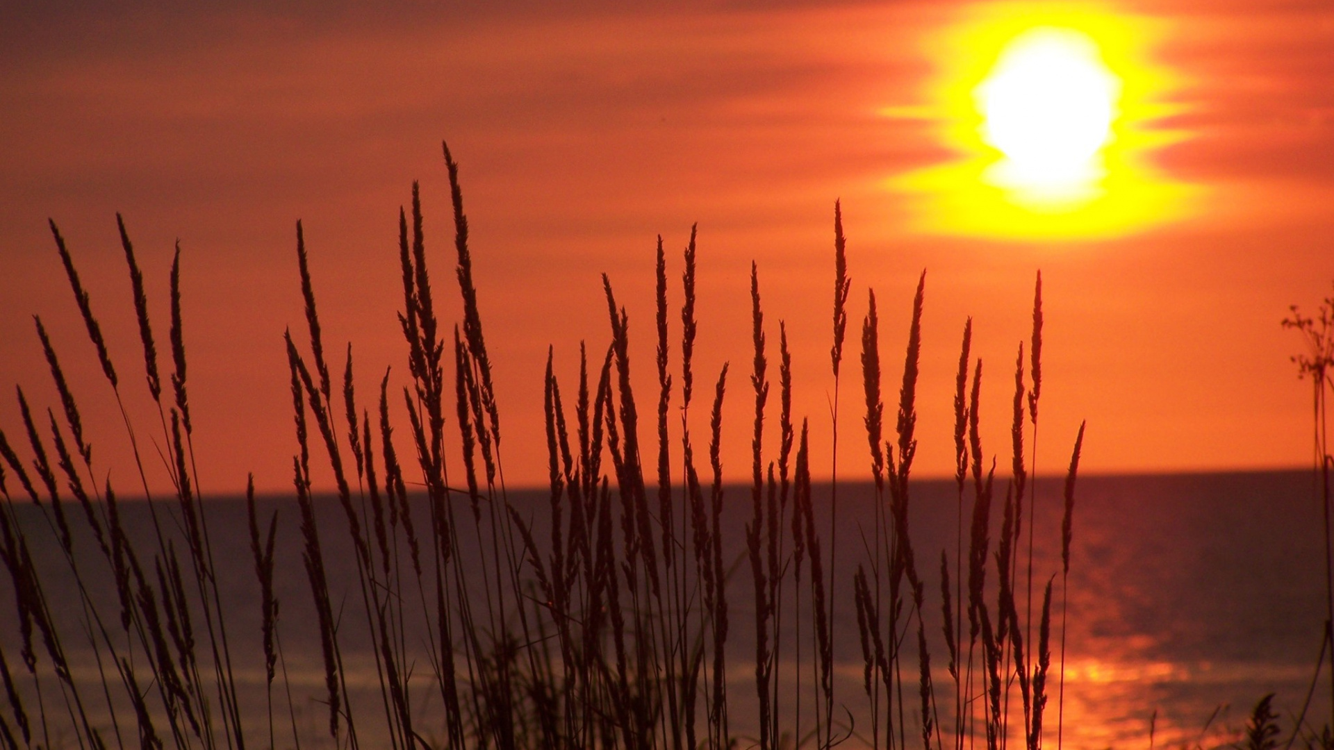 Silhouette Des Grases Bei Sonnenuntergang. Wallpaper in 1920x1080 Resolution