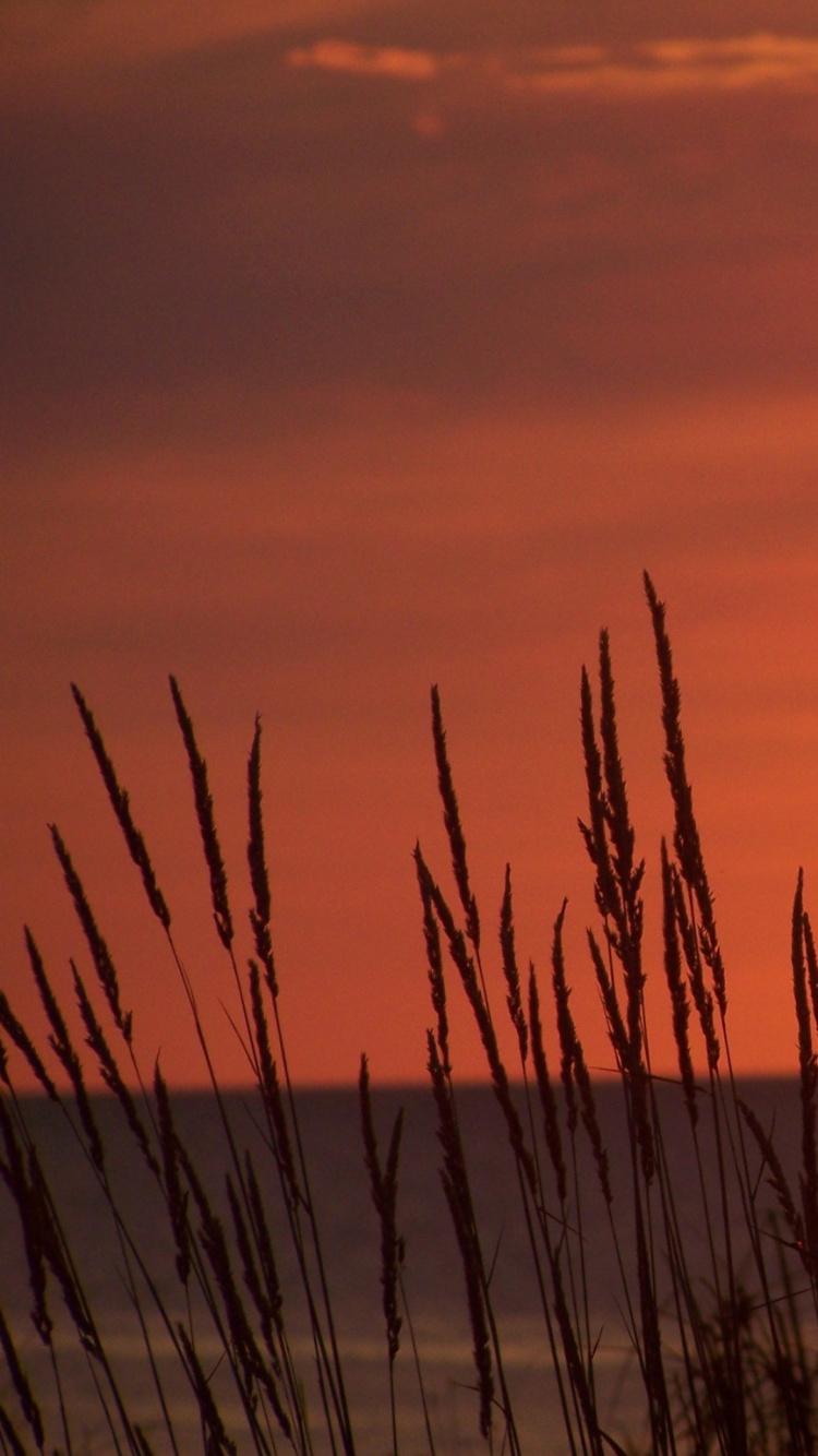 Silhouette Des Grases Bei Sonnenuntergang. Wallpaper in 750x1334 Resolution