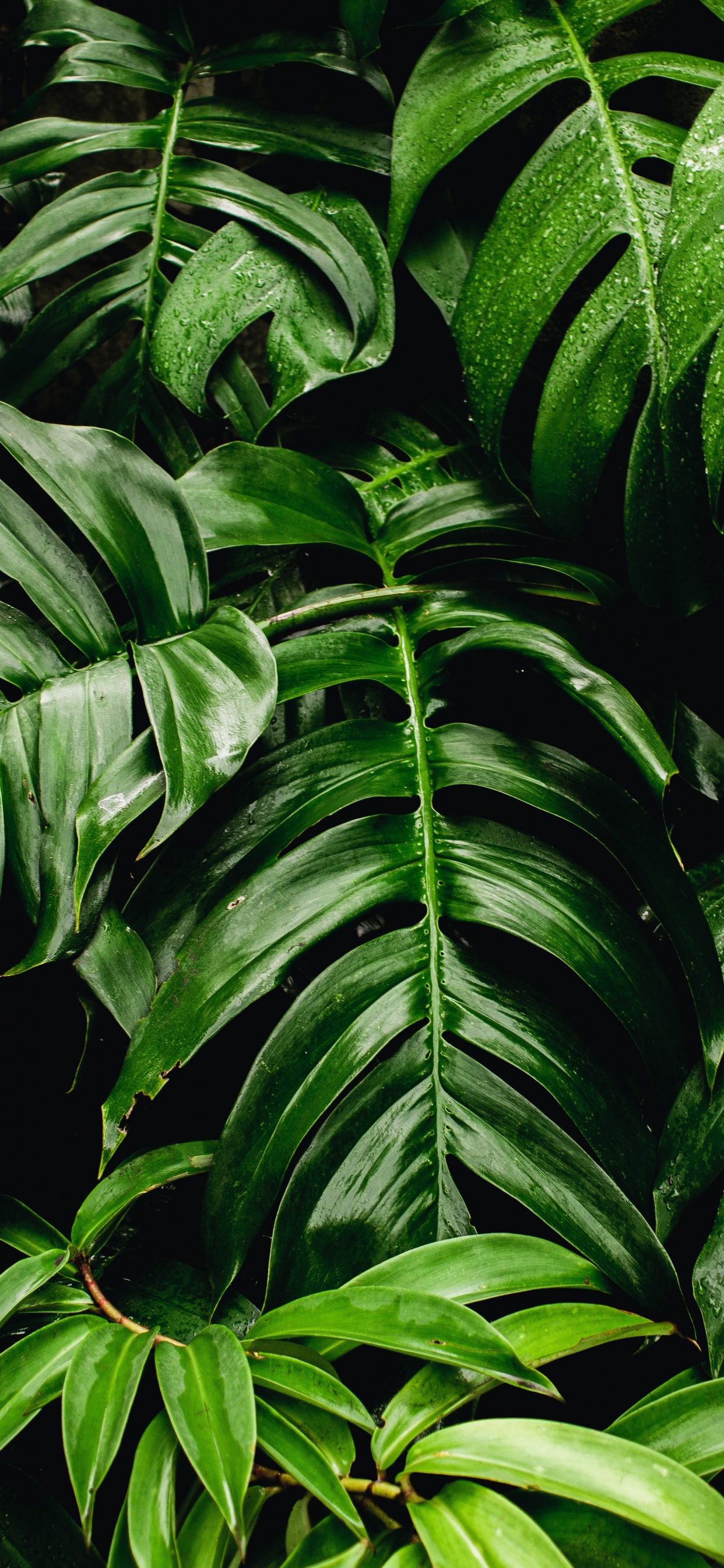 Grünpflanze, Blatt, Grüne Wand, Schweizer Käserei, Zimmerpflanze. Wallpaper in 1242x2688 Resolution