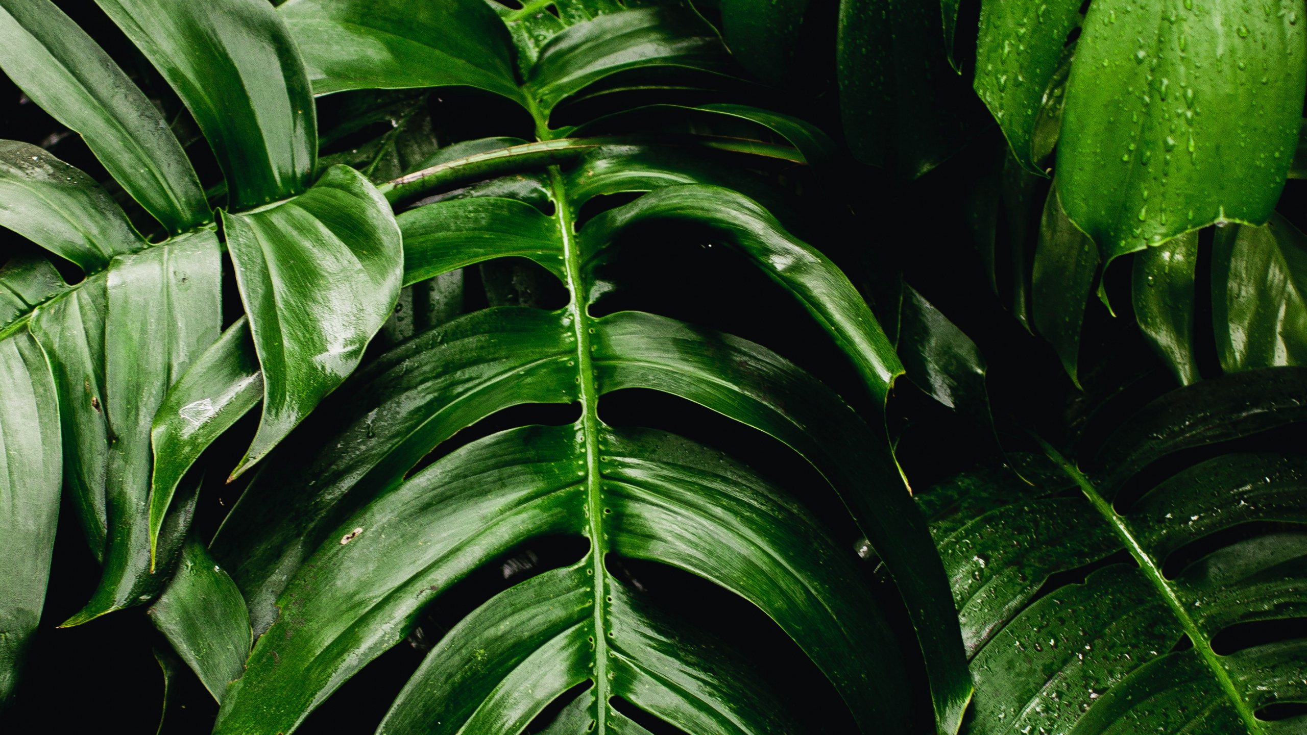 Plantas Verdes, Pared Verde, Planta de Queso Suizo, Planta de Interior, Palmera. Wallpaper in 2560x1440 Resolution