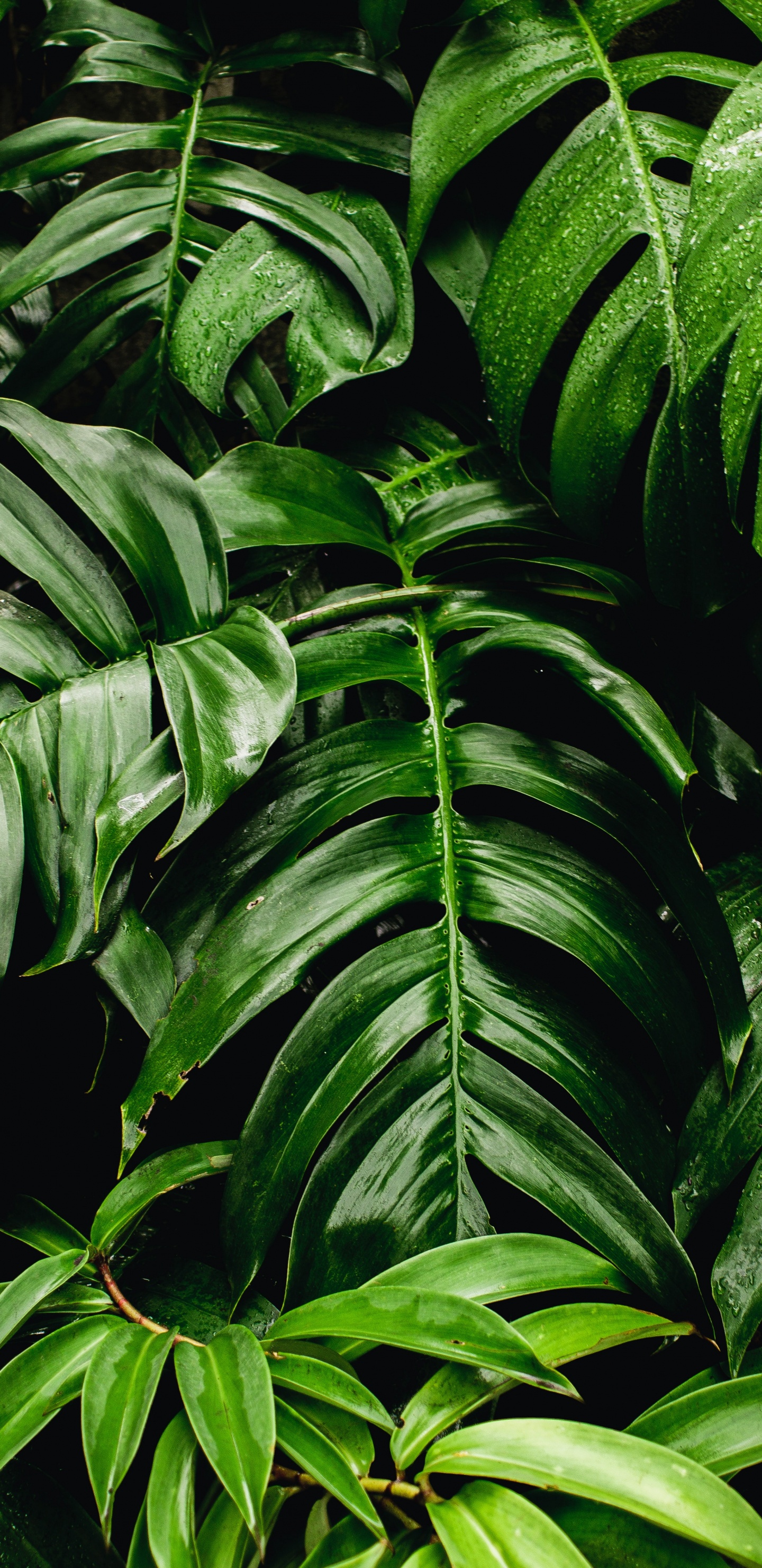Plantes Vertes, Feuille, Mur Vert, Fromagerie Suisse, Plante D'intérieur. Wallpaper in 1440x2960 Resolution