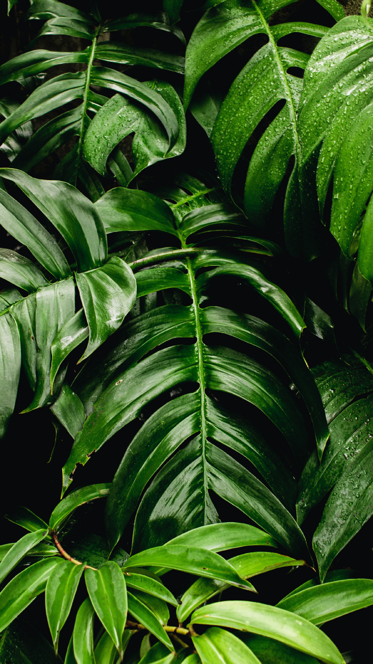 Plantes Vertes, Feuille, Mur Vert, Fromagerie Suisse, Plante D'intérieur. Wallpaper in 750x1334 Resolution