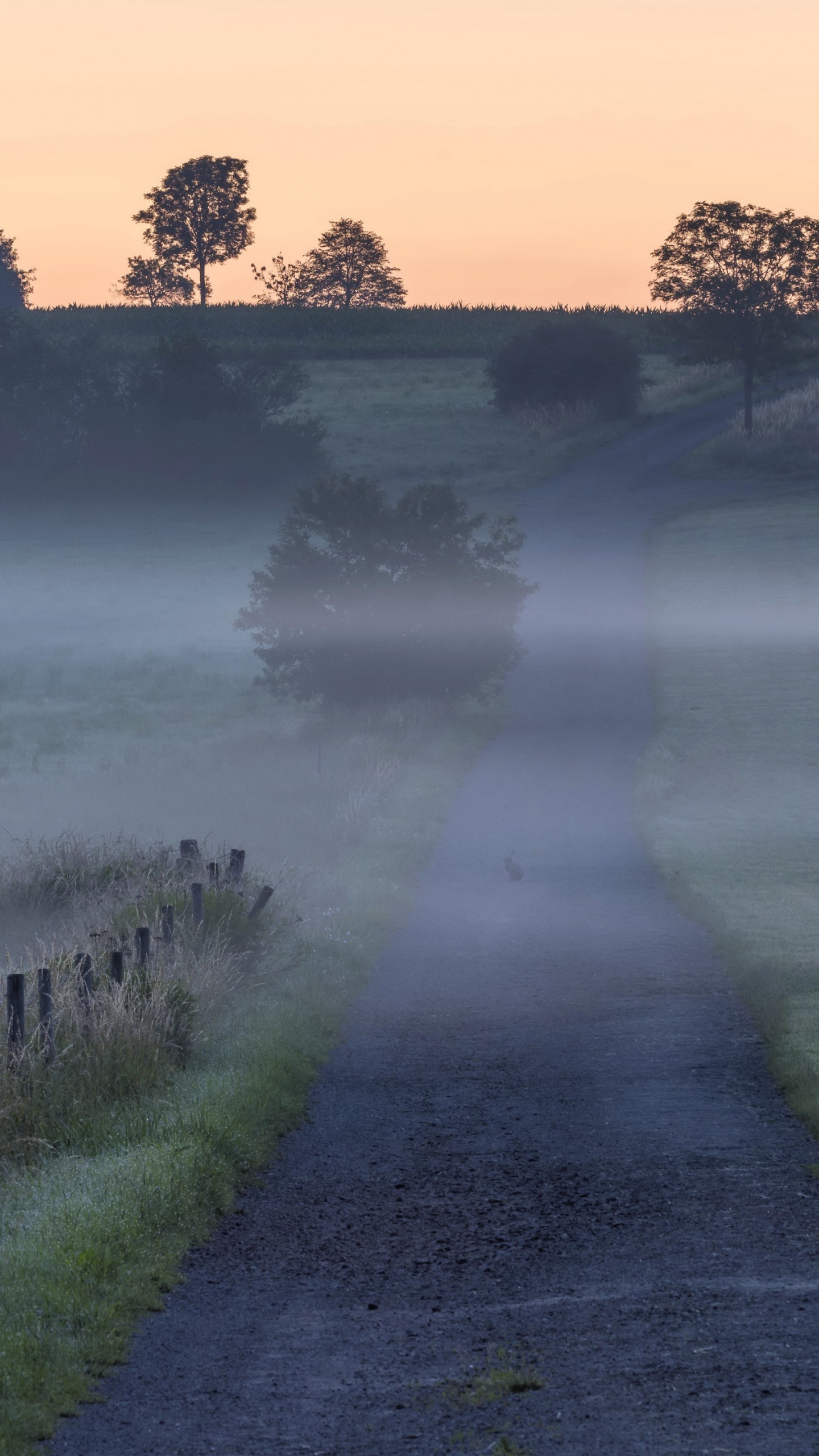 Mist, Qarakesek, Song, Plant, Atmosphere. Wallpaper in 1440x2560 Resolution