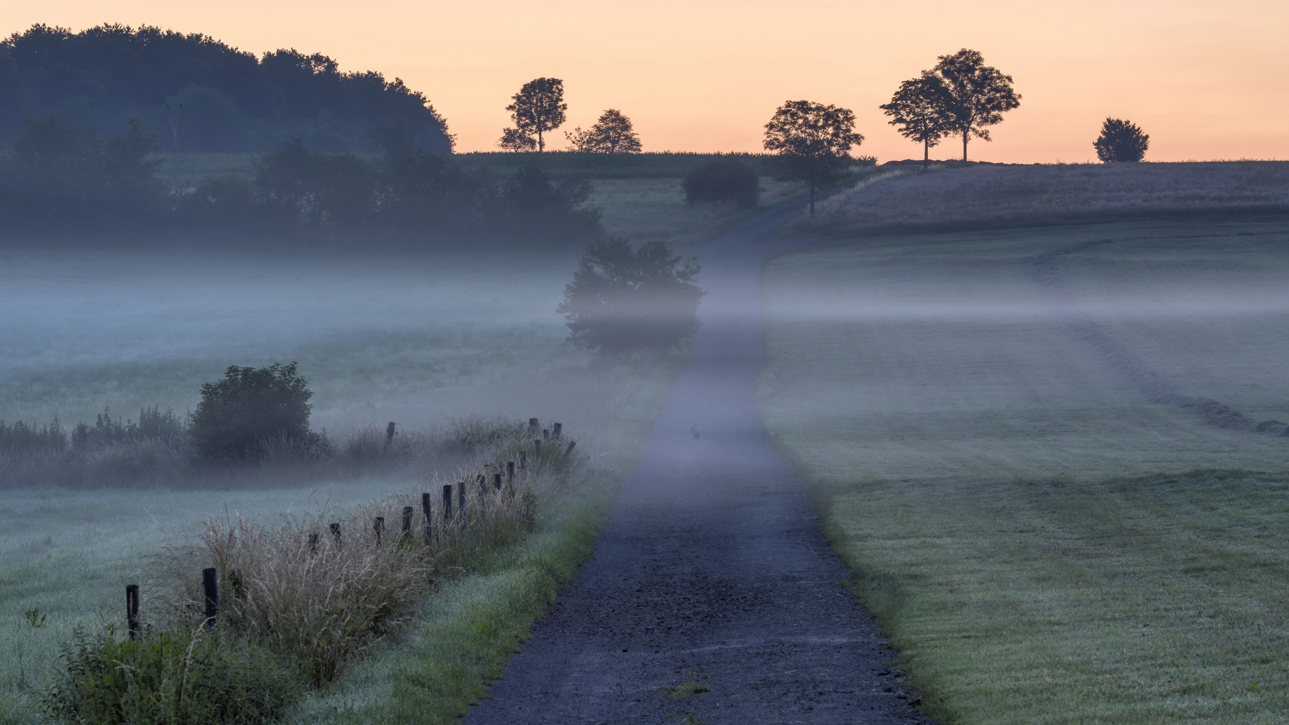 Mist, Qarakesek, Song, Plant, Atmosphere. Wallpaper in 2560x1440 Resolution