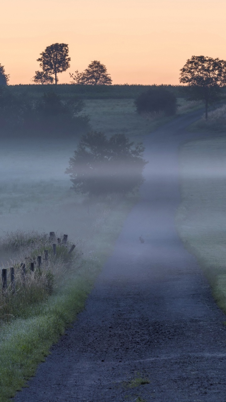 Mist, Qarakesek, Song, Plant, Atmosphere. Wallpaper in 720x1280 Resolution