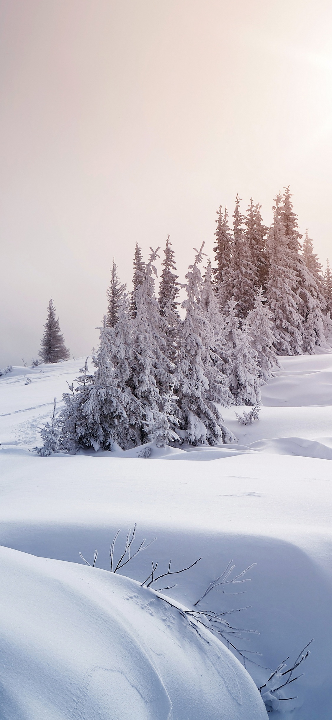 Árboles Cubiertos de Nieve Durante el Día. Wallpaper in 1125x2436 Resolution