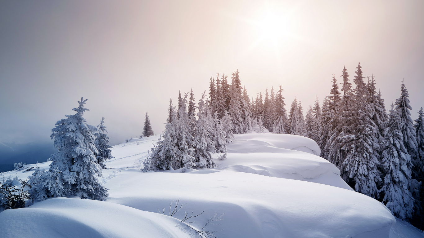 Árboles Cubiertos de Nieve Durante el Día. Wallpaper in 1366x768 Resolution