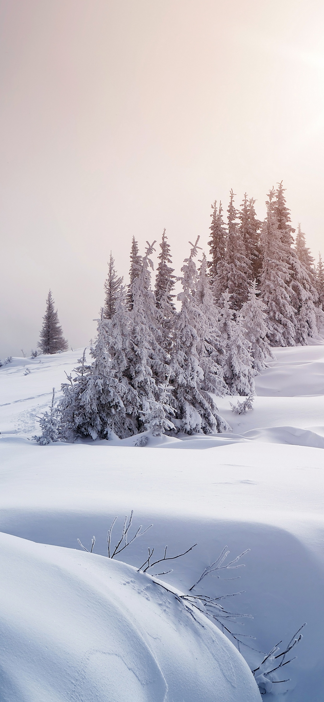 Arbres Couverts de Neige Pendant la Journée. Wallpaper in 1242x2688 Resolution