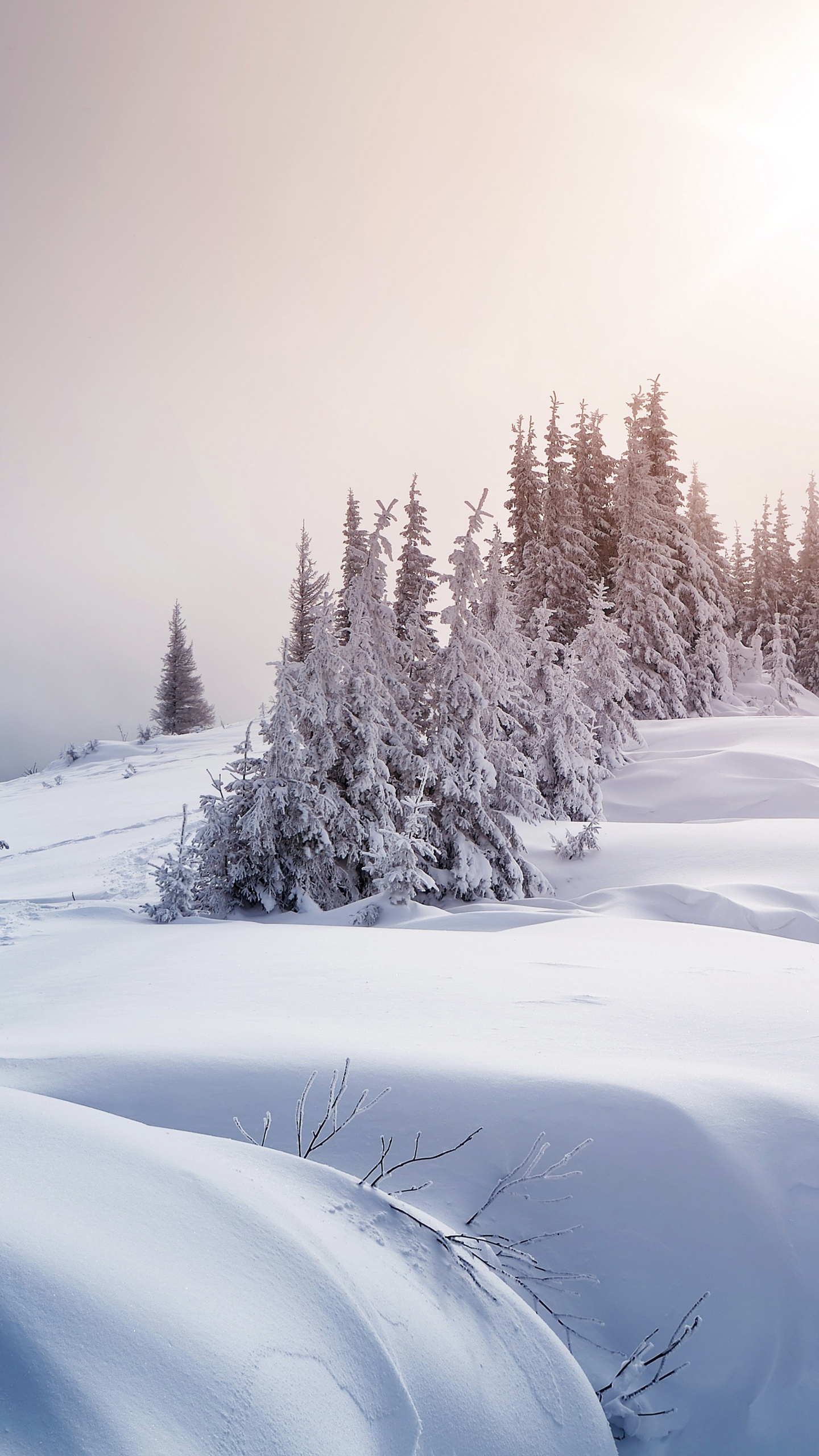 Arbres Couverts de Neige Pendant la Journée. Wallpaper in 1440x2560 Resolution