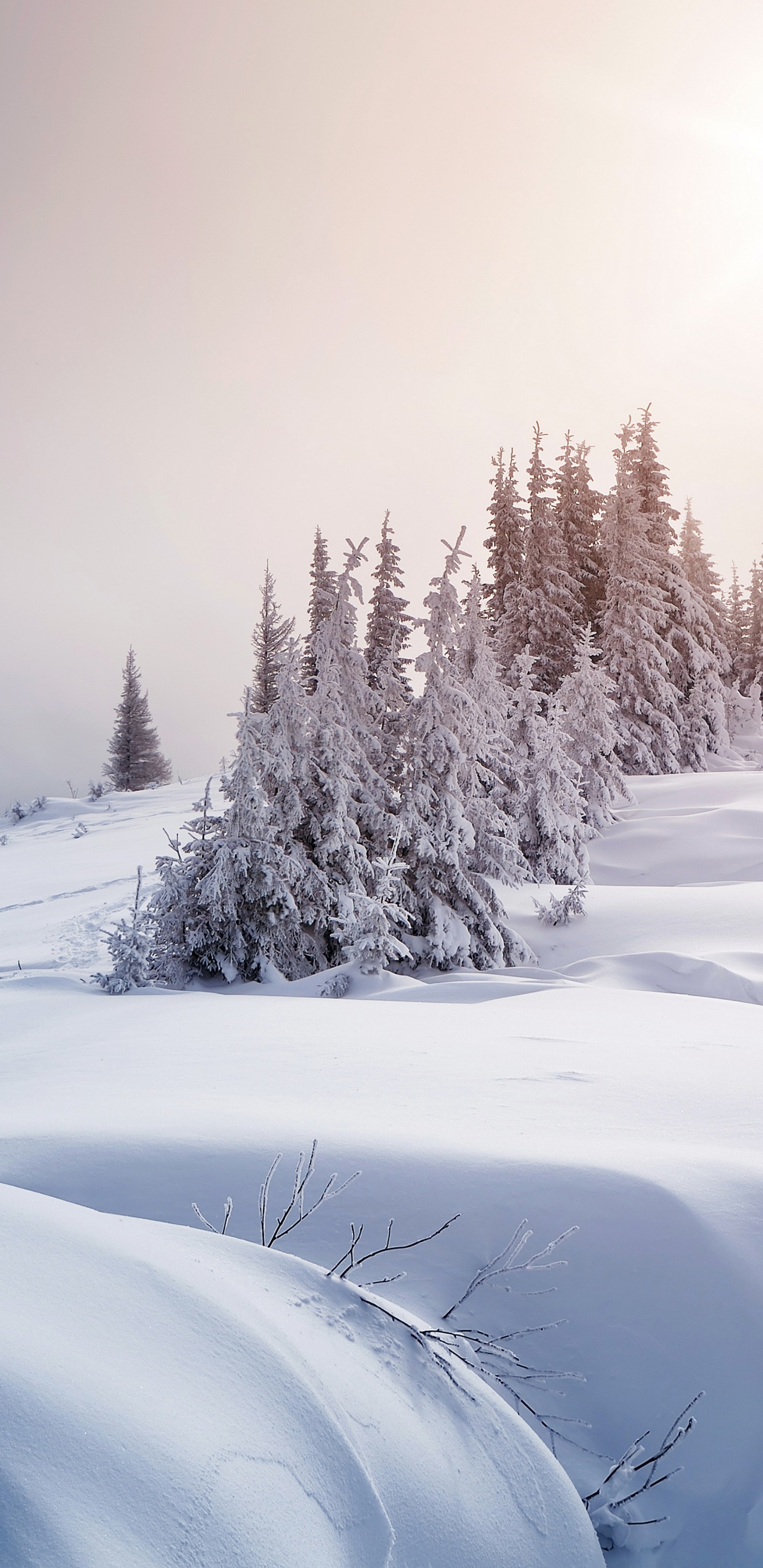 Arbres Couverts de Neige Pendant la Journée. Wallpaper in 1440x2960 Resolution