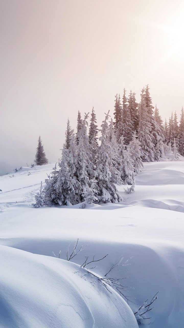 Arbres Couverts de Neige Pendant la Journée. Wallpaper in 720x1280 Resolution