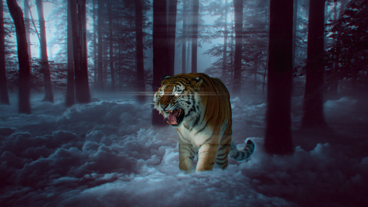 Tigre Blanc, Felidae, Lion, Tigre du Bengale, Tigre de Sibérie. Wallpaper in 1280x720 Resolution
