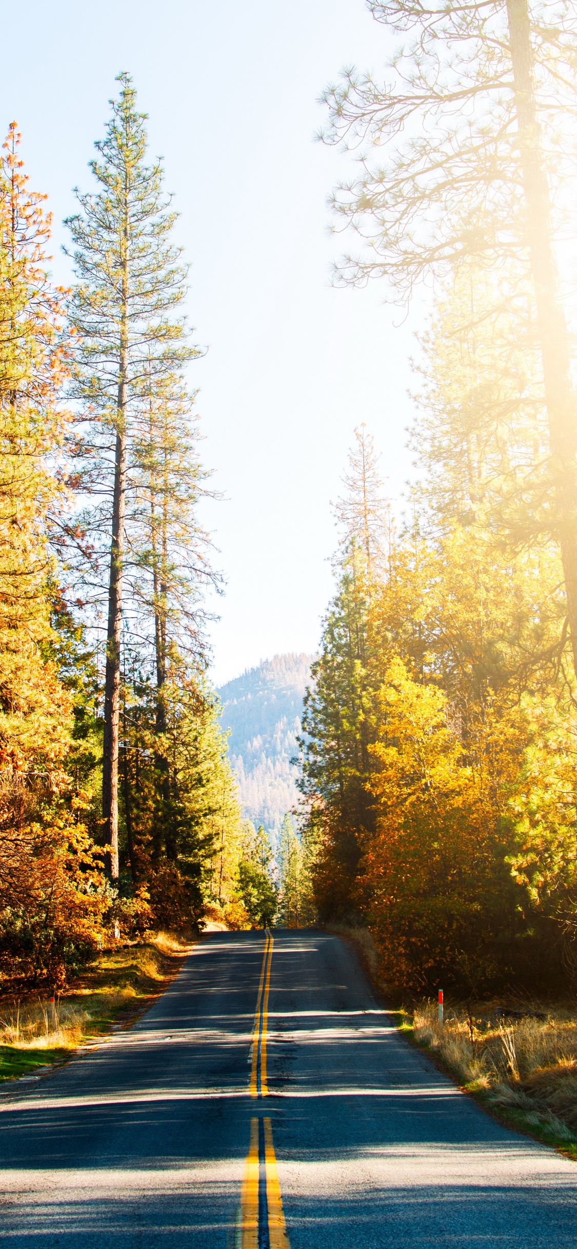 Carretera, Damaksnis, Naturaleza, Alerce, Gingko. Wallpaper in 1125x2436 Resolution