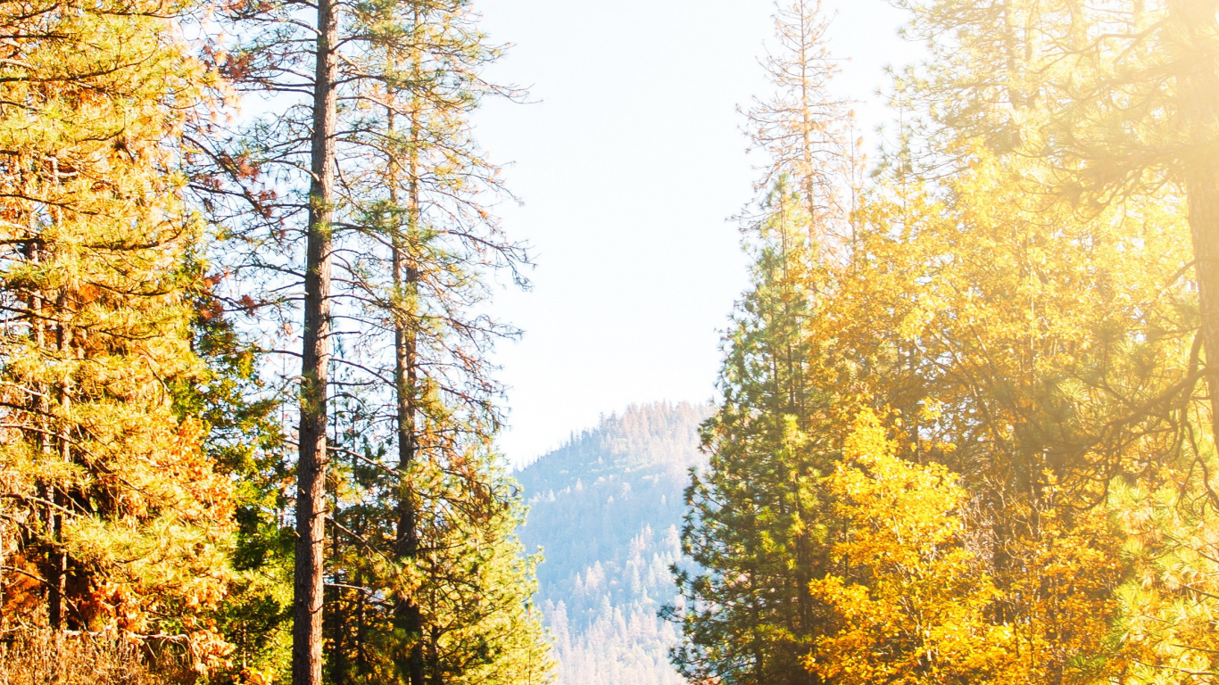 Carretera, Damaksnis, Naturaleza, Alerce, Gingko. Wallpaper in 1366x768 Resolution