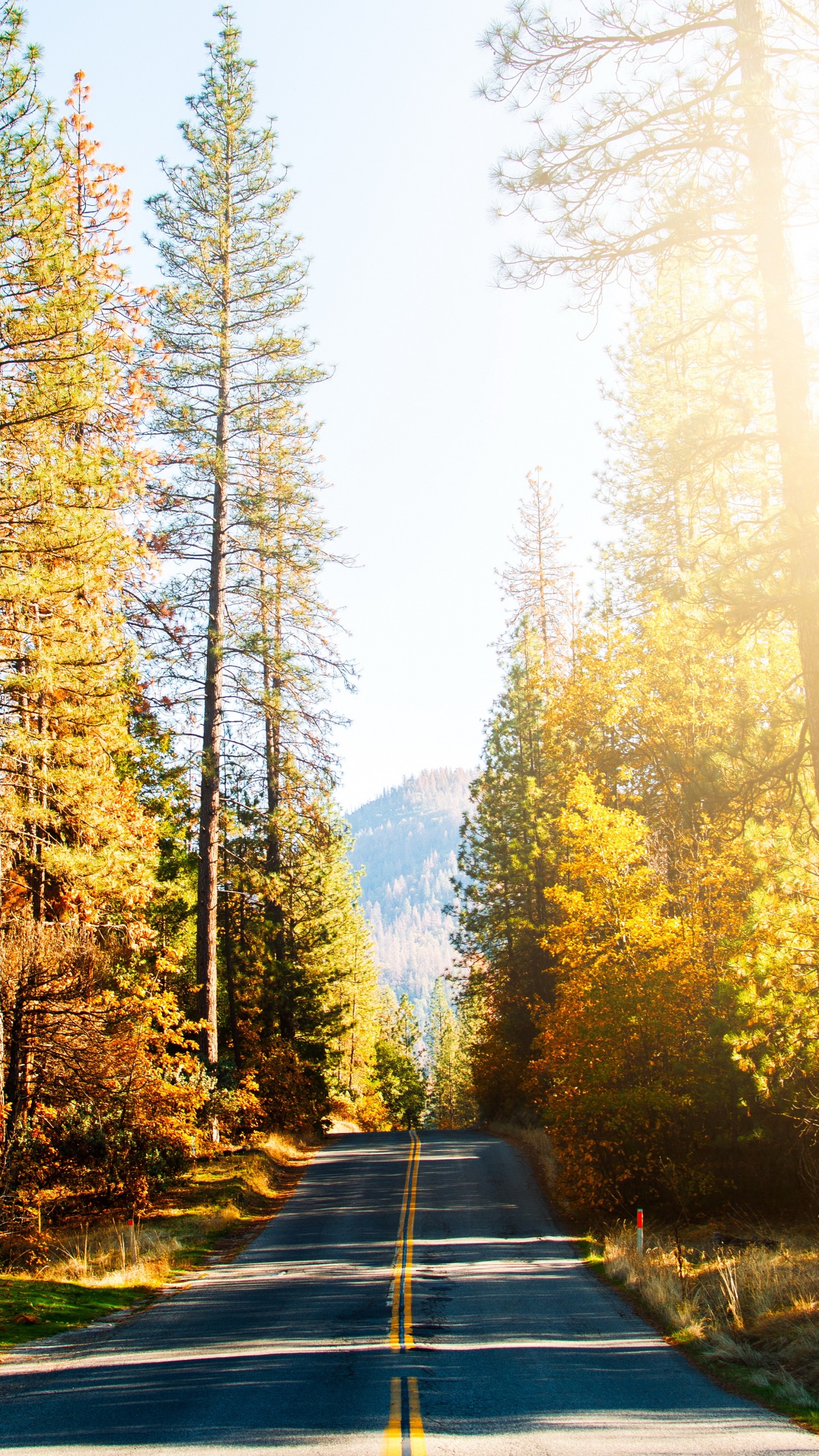 Carretera, Damaksnis, Naturaleza, Alerce, Gingko. Wallpaper in 1440x2560 Resolution