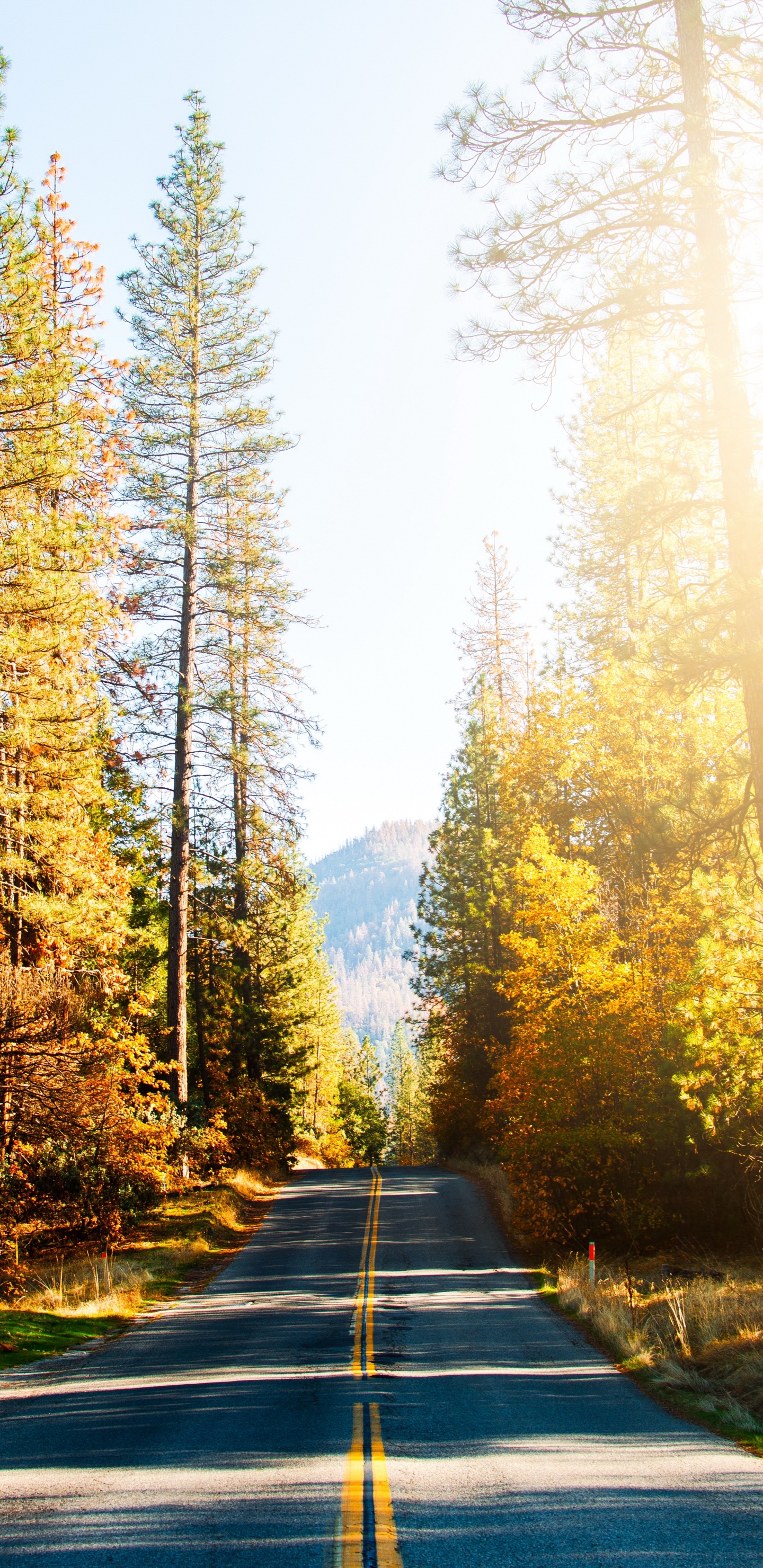 Carretera, Damaksnis, Naturaleza, Alerce, Gingko. Wallpaper in 1440x2960 Resolution