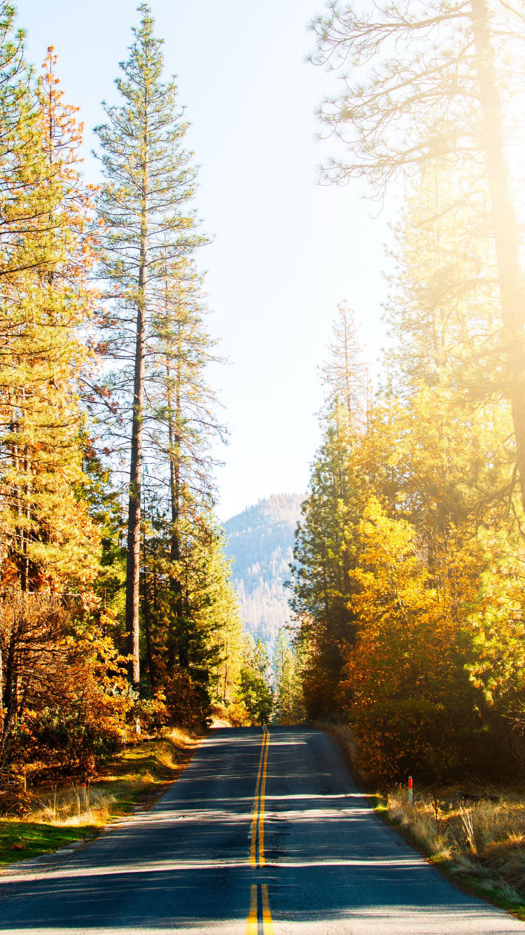 Carretera, Damaksnis, Naturaleza, Alerce, Gingko. Wallpaper in 750x1334 Resolution