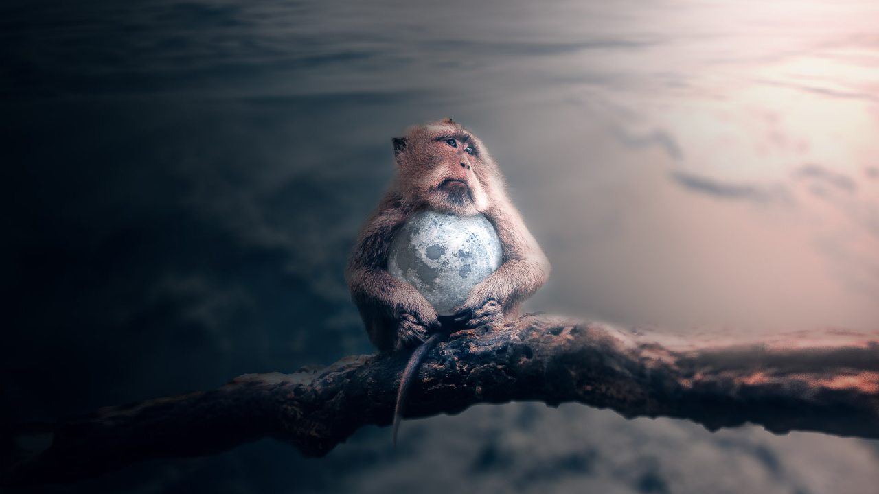 Brown and White Squirrel on Tree Branch. Wallpaper in 1280x720 Resolution