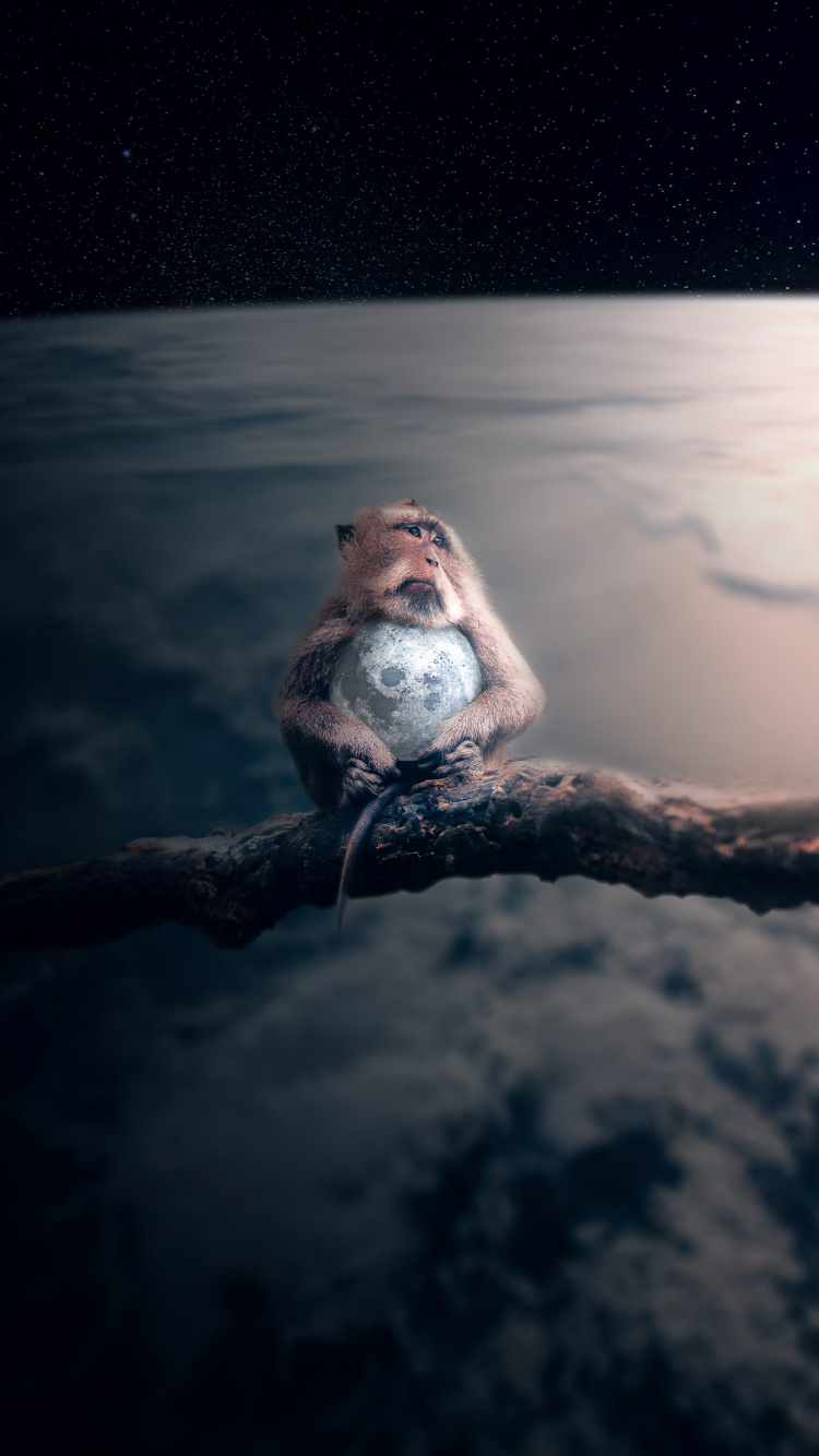 Brown and White Squirrel on Tree Branch. Wallpaper in 750x1334 Resolution