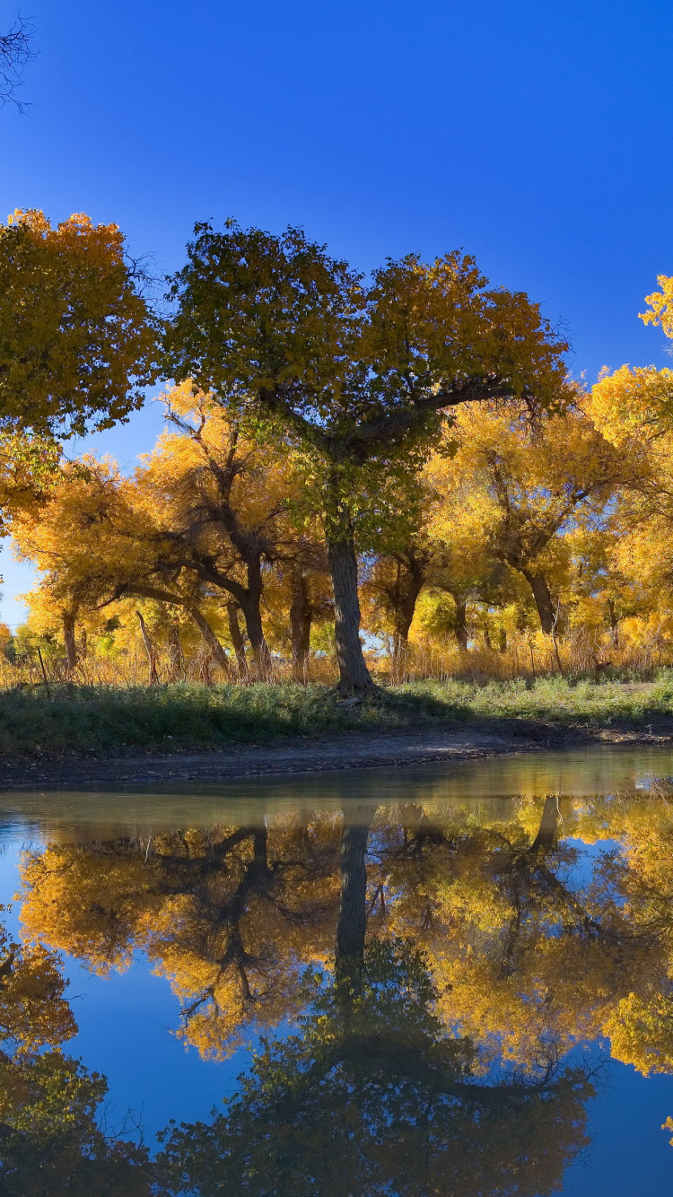 Green Trees Beside Body of Water During Daytime. Wallpaper in 750x1334 Resolution