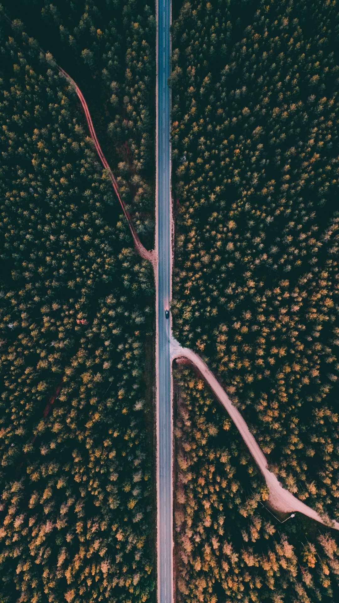 路灯, 灯光, M树 壁纸 1080x1920 允许