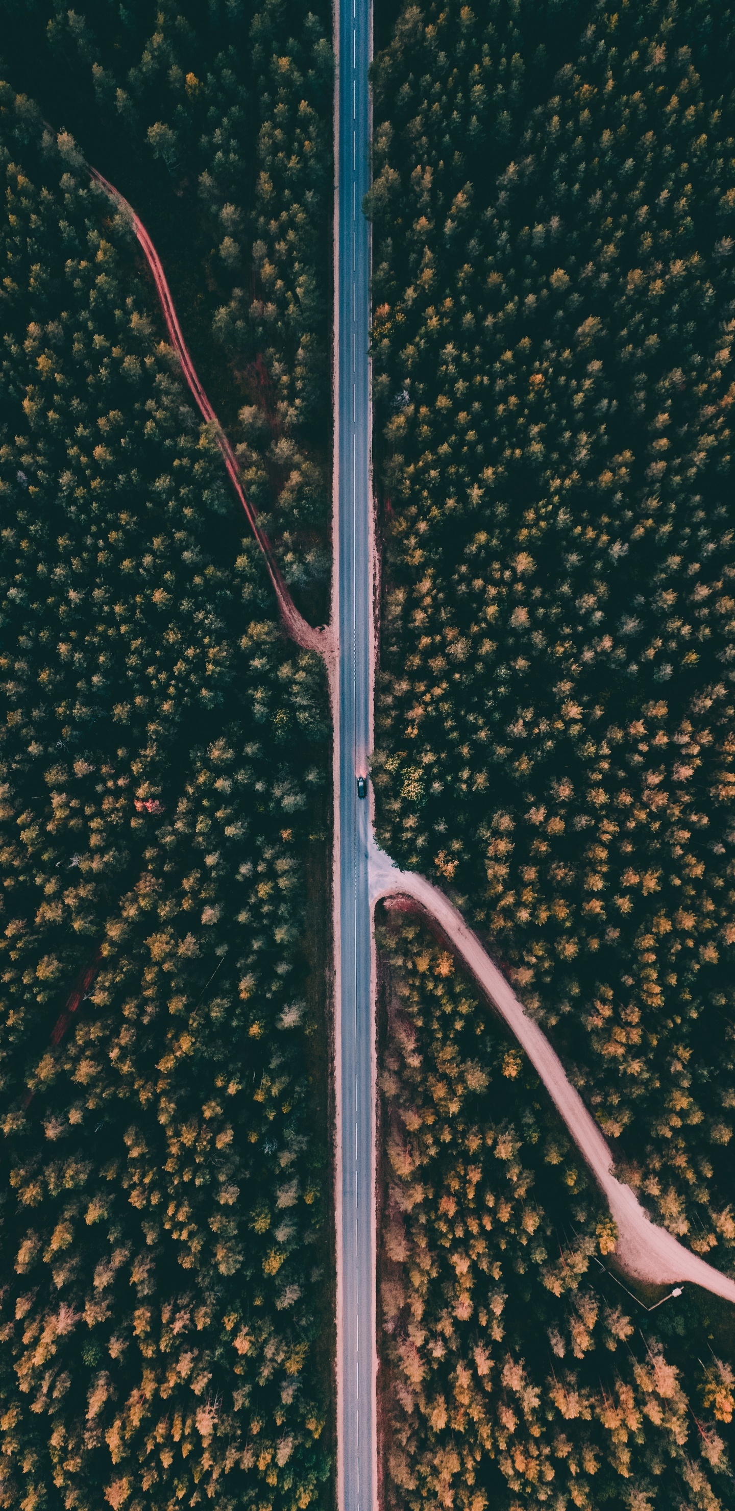 路灯, 灯光, M树 壁纸 1440x2960 允许