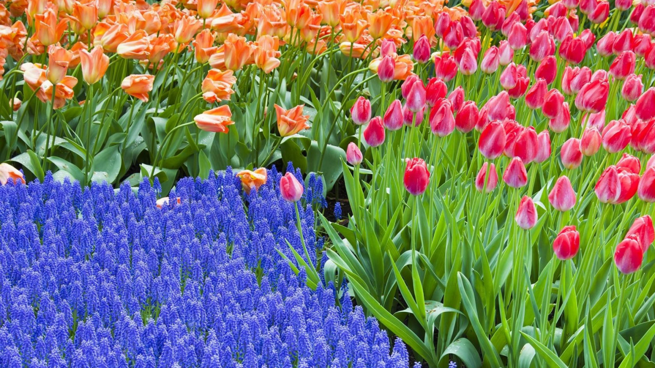 Rotes Und Lila Blumenfeld. Wallpaper in 1280x720 Resolution