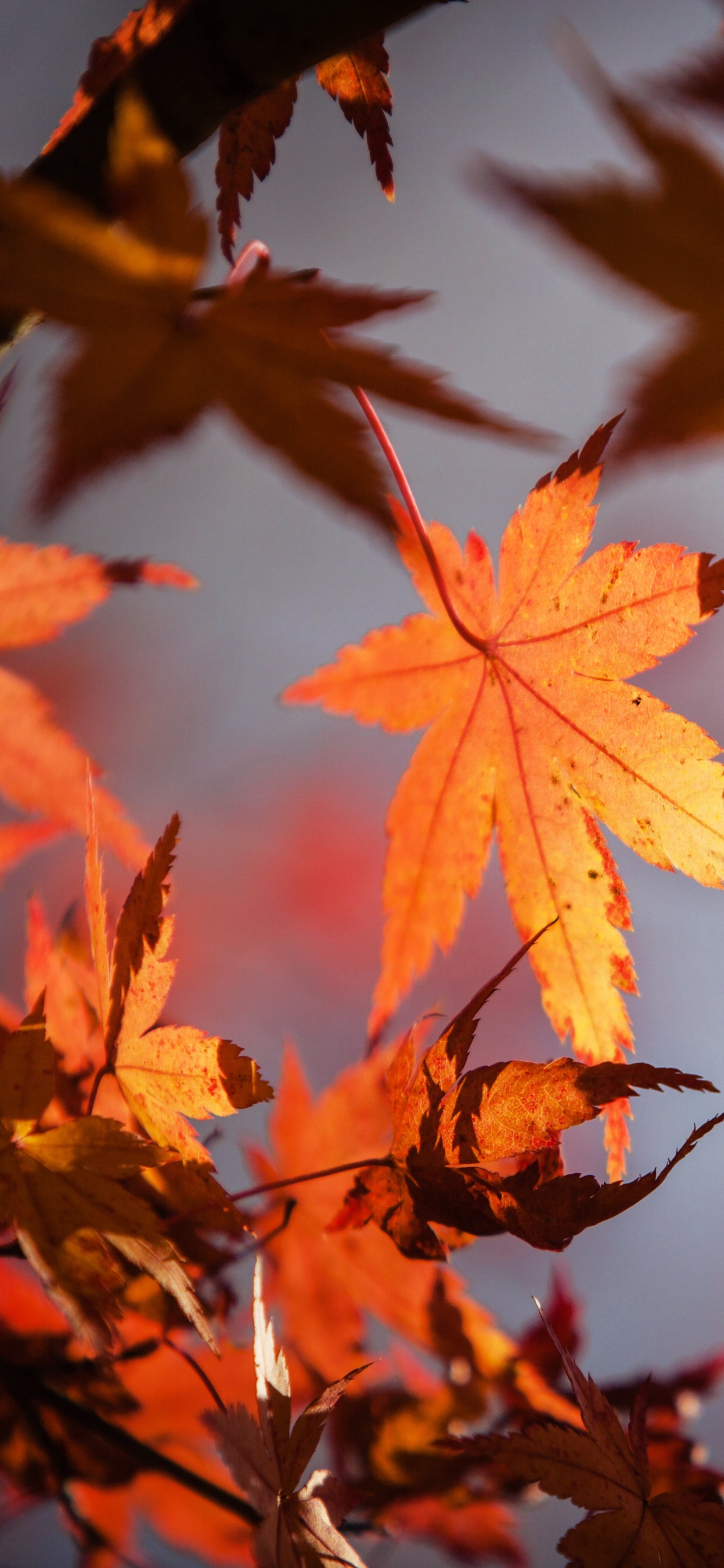 Feuille, L'érable Rouge, Green, la Feuille D'érable, Orange. Wallpaper in 1242x2688 Resolution