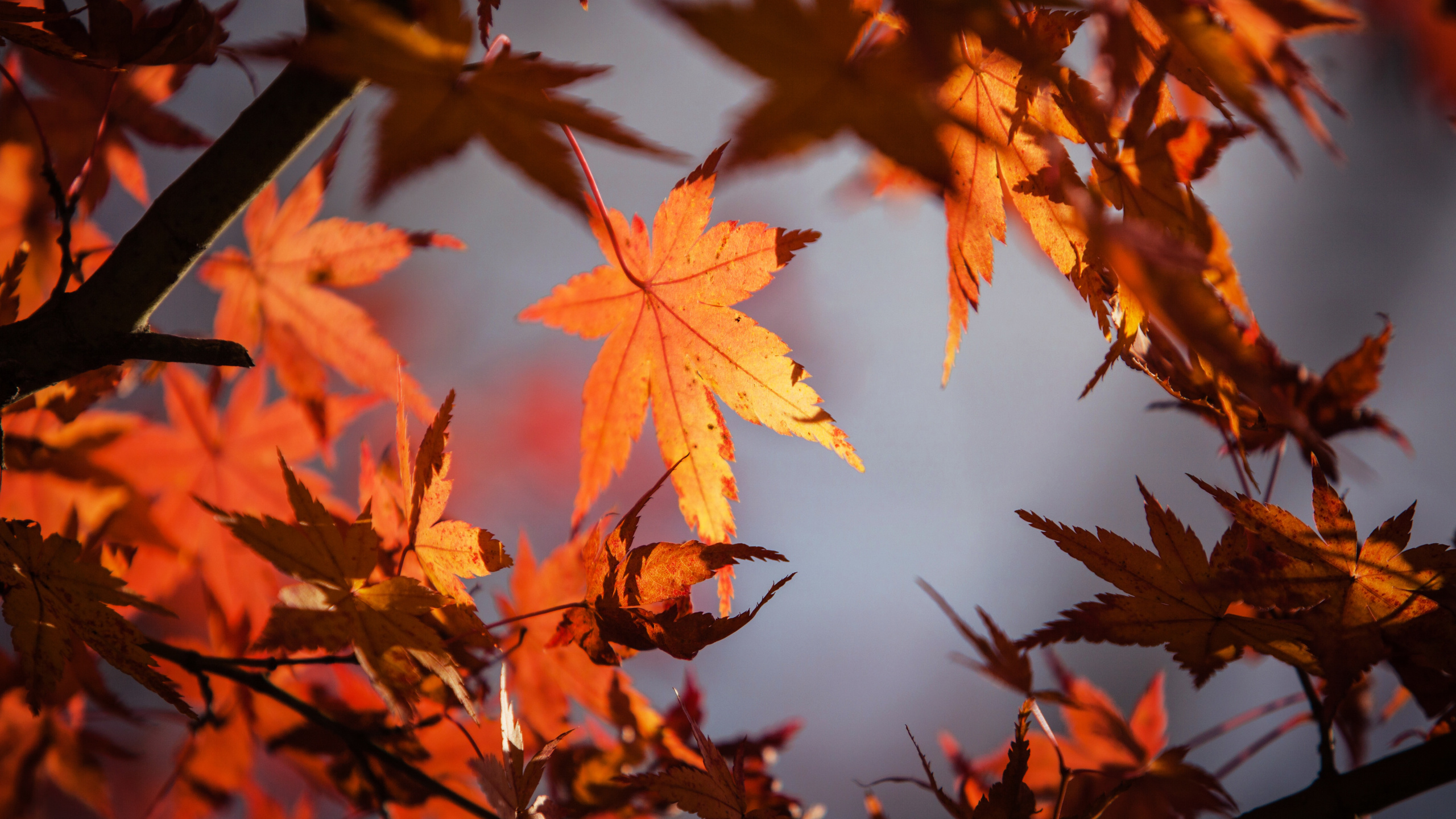 Blatt, Red Maple, Gr, Baum, Maple Leaf. Wallpaper in 2560x1440 Resolution