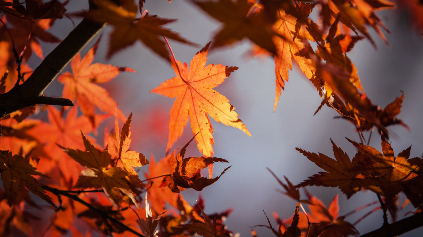 Leaf, Red Maple, Green, Tree, Maple Leaf. Wallpaper in 1366x768 Resolution