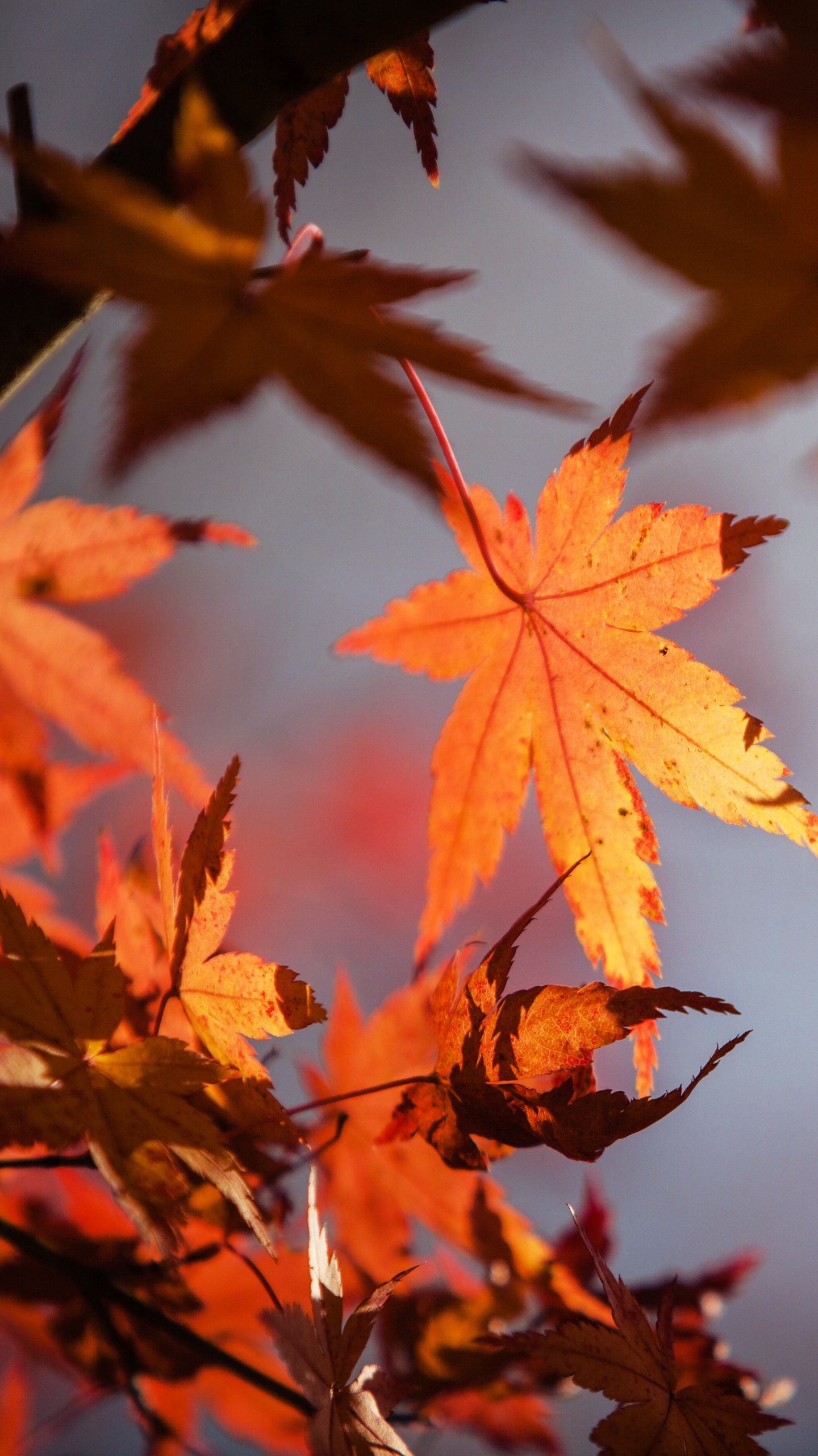 Leaf, Red Maple, Green, Tree, Maple Leaf. Wallpaper in 1440x2560 Resolution
