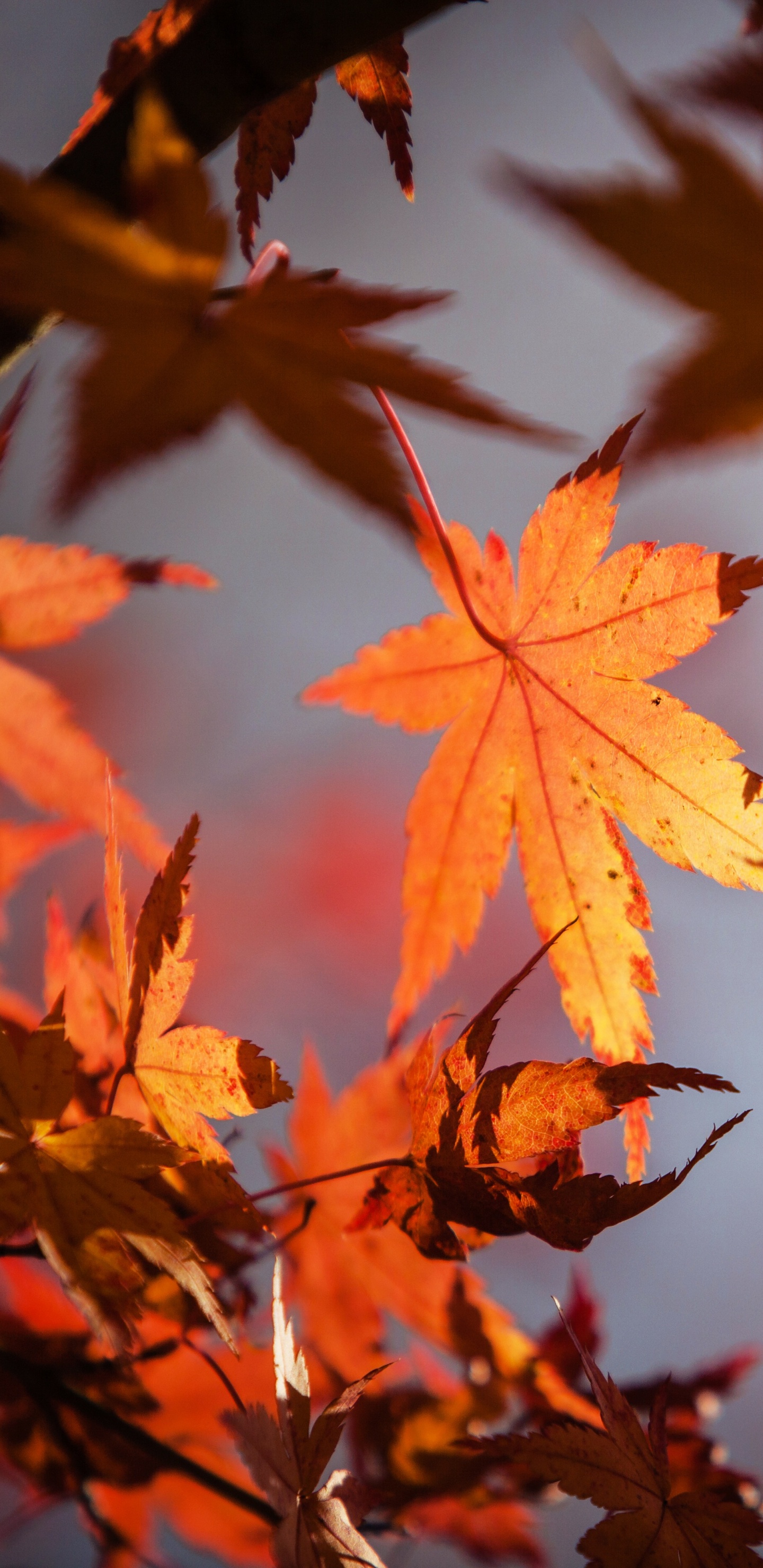Leaf, Red Maple, Green, Tree, Maple Leaf. Wallpaper in 1440x2960 Resolution