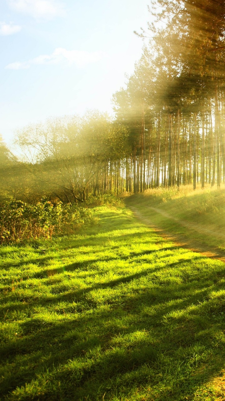 Campo de Hierba Verde Con Árboles Durante el Día. Wallpaper in 720x1280 Resolution