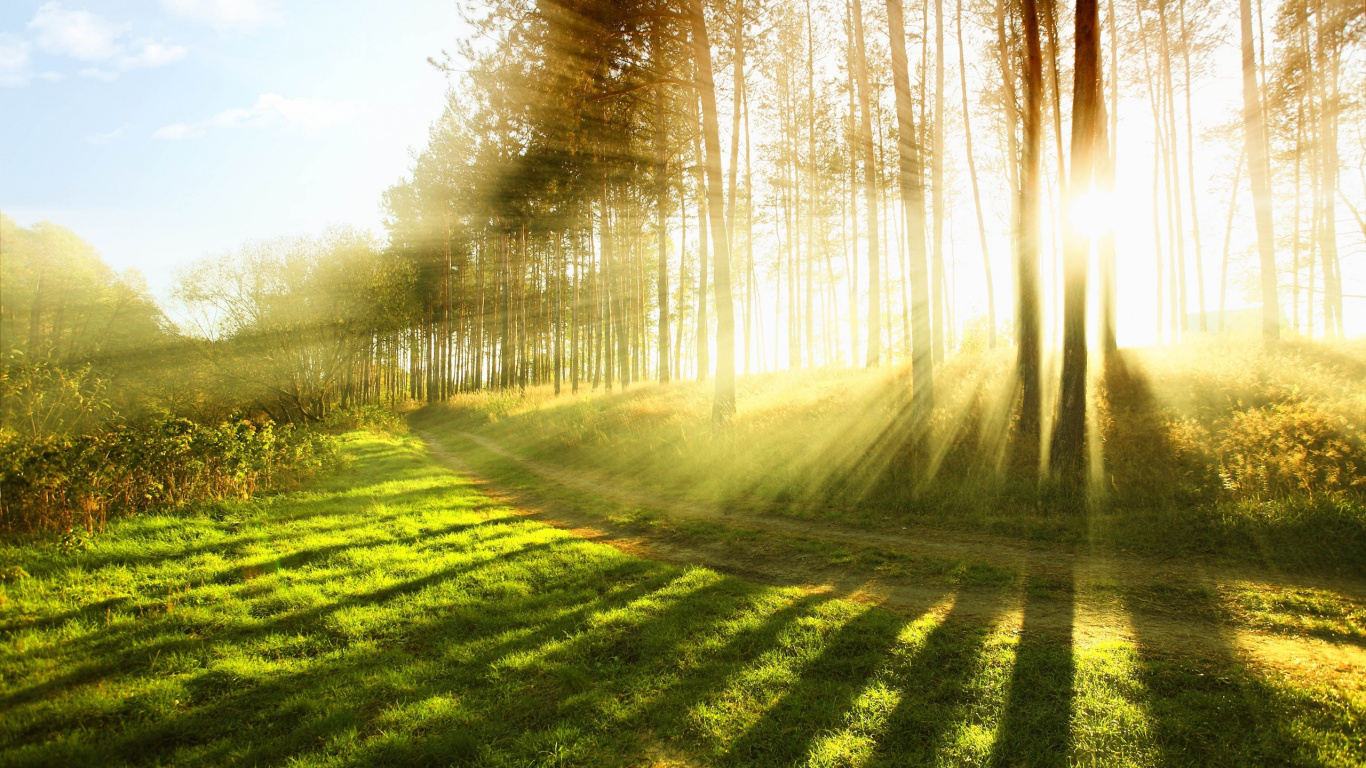Champ D'herbe Verte Avec Des Arbres Pendant la Journée. Wallpaper in 1366x768 Resolution