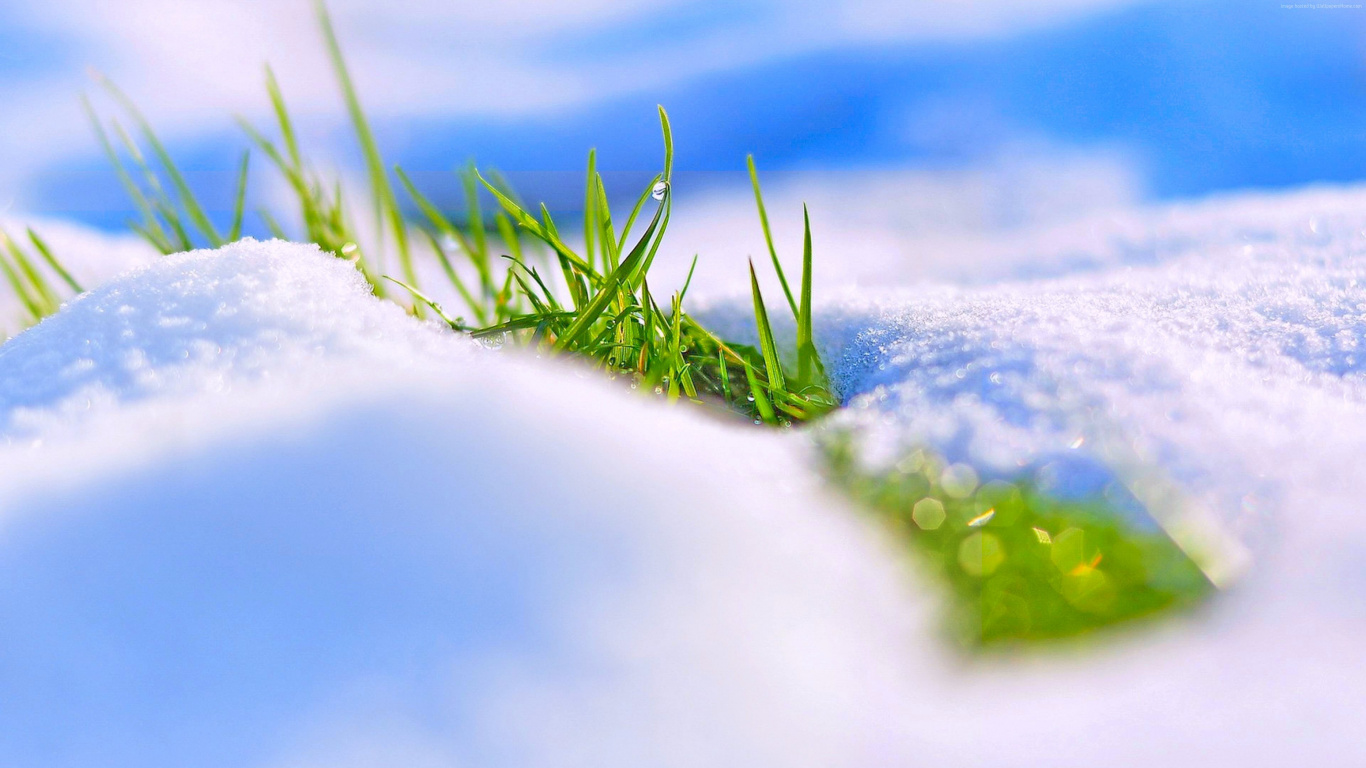 Herbe Verte Sur Neige Blanche. Wallpaper in 1366x768 Resolution