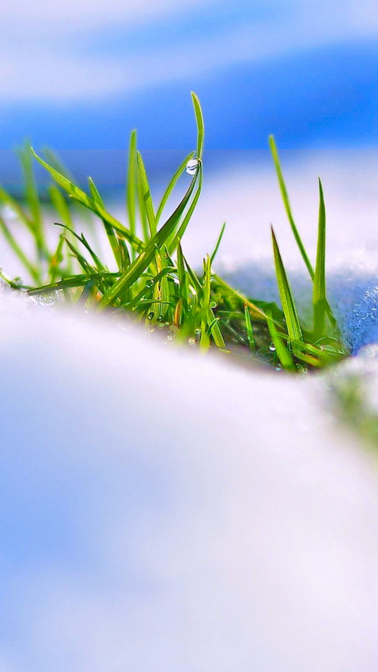 Herbe Verte Sur Neige Blanche. Wallpaper in 750x1334 Resolution